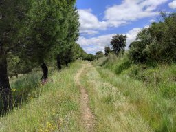 Flora del Cerro Masatrigo